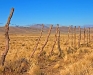 campo